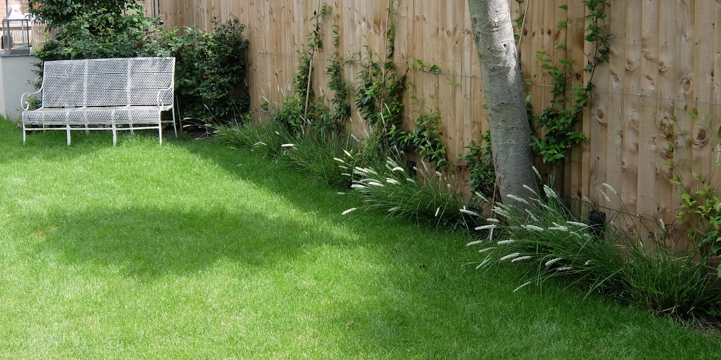 Lawn & narrow strip of plantng for climbers with Seslaria autumnalis at ground level